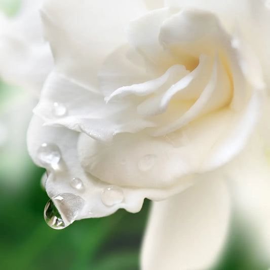 Gardenia blossom