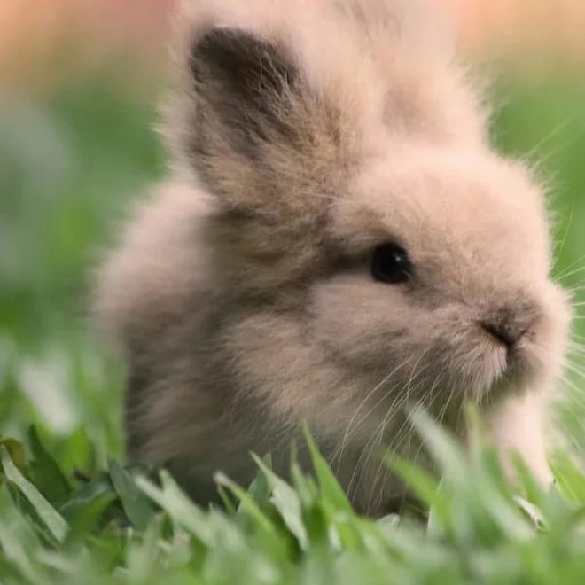 Bunny fluff (vanilla bean marshmallow)