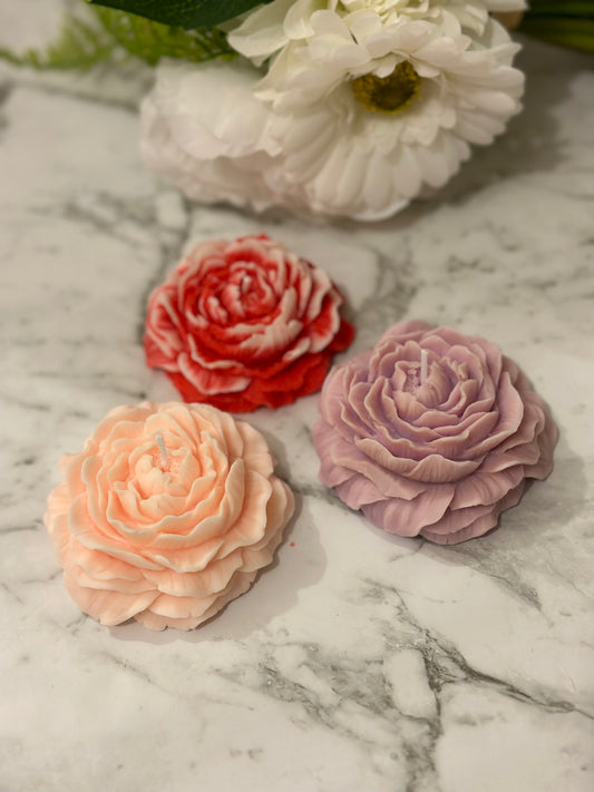 Large peony flower