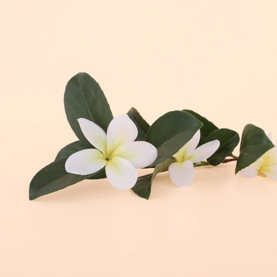 Frangipani