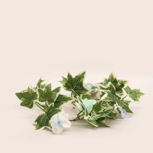 Blue jasmine & hedera (Santorini dupe)
