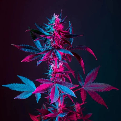 Cannabis blossom