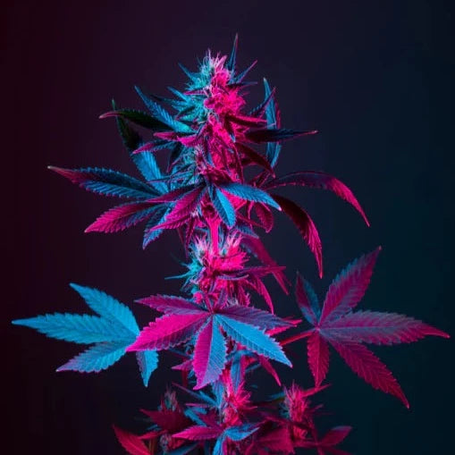 Cannabis blossom - Diffusers