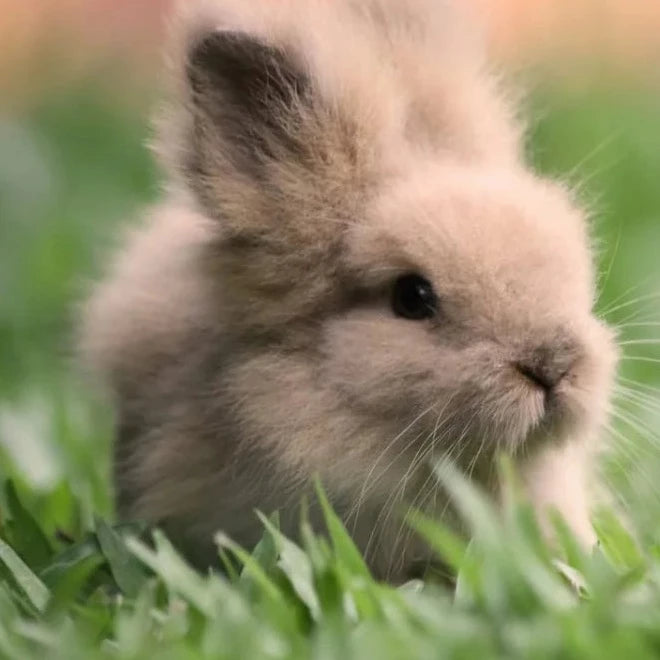 Bunny fluff (vanilla bean marshmallow) - Air freshener