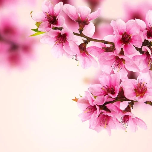 Peach blossom