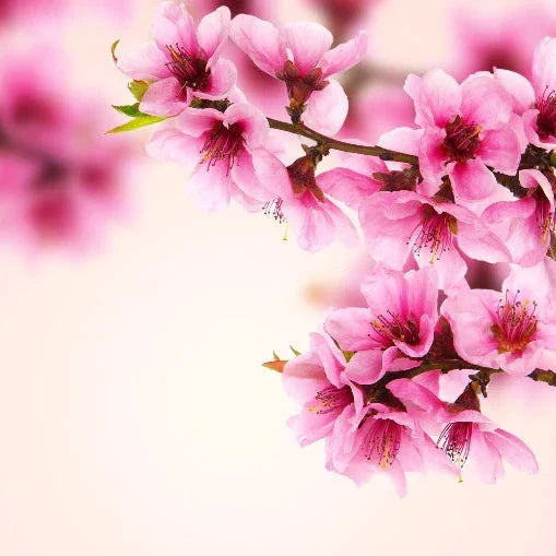 Peach blossom - Diffusers